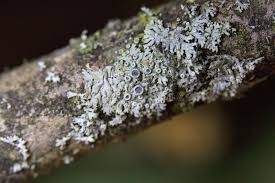 Attēlu rezultāti vaicājumam “Physcia aipolia”