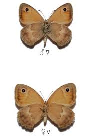 Attēlu rezultāti vaicājumam “Coenonympha pamphilus”