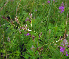 Attēlu rezultāti vaicājumam “Juncus balticus”