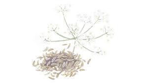 Image result for Carum carvi