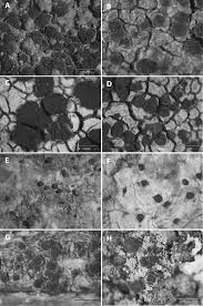 Attēlu rezultāti vaicājumam “Fellhanera subtilis”
