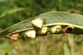 Attēlu rezultāti vaicājumam “Euura brevicornis”