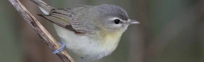 Image result for Vireo philadelphicus