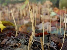 Attēlu rezultāti vaicājumam “Macrotyphula juncea”