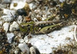 Attēlu rezultāti vaicājumam “Myrmeleotettix maculatus”