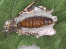 Attēlu rezultāti vaicājumam “Psyche casta larva”