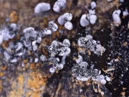 Attēlu rezultāti vaicājumam “Physarum compressum”