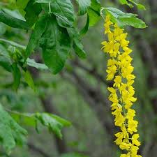 Attēlu rezultāti vaicājumam “Laburnum alpinum fruit”