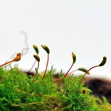 Attēlu rezultāti vaicājumam “Campylophyllum calcareum”