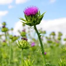 Attēlu rezultāti vaicājumam “Silybum marianum fruit”
