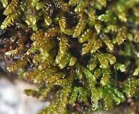 Attēlu rezultāti vaicājumam “Hygrohypnum luridum”