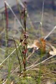 Attēlu rezultāti vaicājumam “Scheuchzeria palustris”