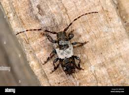 Attēlu rezultāti vaicājumam “Pogonocherus hispidulus”