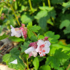 Image result for Storchschnäbel