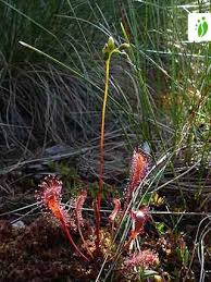 Attēlu rezultāti vaicājumam “Drosera anglica fruit”
