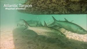 Image result for Megalops atlanticus