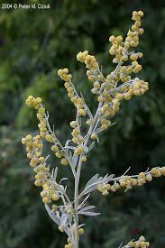 Image result for Artemisia absinthium