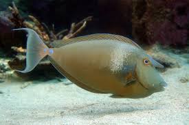 Image result for Naso unicornis