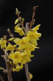 Attēlu rezultāti vaicājumam “Forsythia intermedia flower”