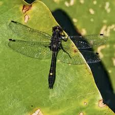 Attēlu rezultāti vaicājumam “Leucorrhinia albifrons female”