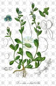 Attēlu rezultāti vaicājumam “Veronica scutellata fruit”