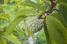Attēlu rezultāti vaicājumam “Poa angustifolia fruit”