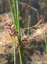 Attēlu rezultāti vaicājumam “Juncus balticus”