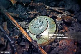 Attēlu rezultāti vaicājumam “Cepaea hortensis”