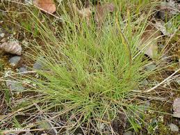 Attēlu rezultāti vaicājumam “Agrostis canina”