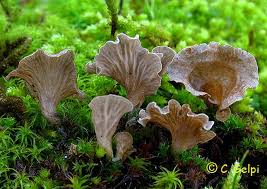 Attēlu rezultāti vaicājumam “Arrhenia spatulata”