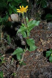 Image result for Heliopsis scabra