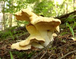 Attēlu rezultāti vaicājumam “Hydnum repandum”