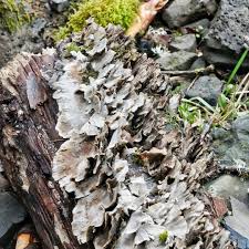 Attēlu rezultāti vaicājumam “Trametes hirsuta”