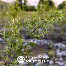 Attēlu rezultāti vaicājumam “Salix myrsinifolia”
