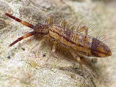 Attēlu rezultāti vaicājumam “Orchesella sp.”
