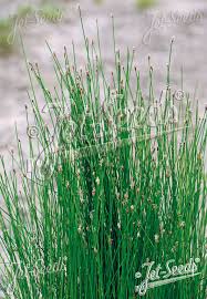 Attēlu rezultāti vaicājumam “Eleocharis palustris flower”