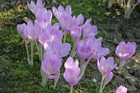 Image result for Herbstzeitlose