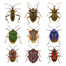 Attēlu rezultāti vaicājumam “Heteroptera”