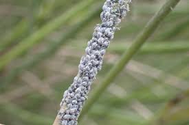 Attēlu rezultāti vaicājumam “Aphis jacobaeae”