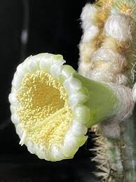 Attēlu rezultāti vaicājumam “Prociphilus xylostei”