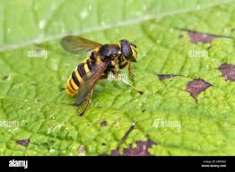 Attēlu rezultāti vaicājumam “Sericomyia silentis”