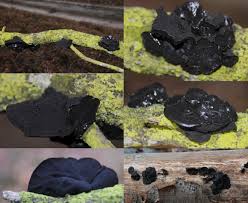 Attēlu rezultāti vaicājumam “Exidia truncata”