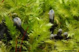 Attēlu rezultāti vaicājumam “Holwaya mucida”