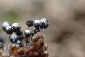 Attēlu rezultāti vaicājumam “Collaria arcyrionema macro”