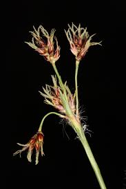 Attēlu rezultāti vaicājumam “Luzula luzuloides fruit”