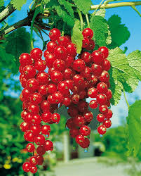 Bildergebnis für rote johannisbeeren