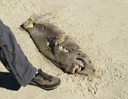 Image result for Somniosus pacificus