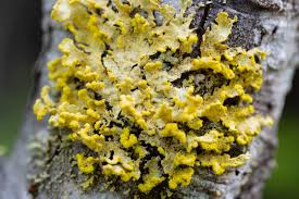 Attēlu rezultāti vaicājumam “Vulpicida pinastri”