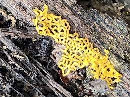 Attēlu rezultāti vaicājumam “Hemitrichia serpula macro”