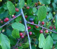 Attēlu rezultāti vaicājumam “Frangula alnus leaf”